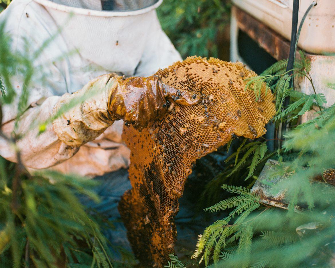 Le Miel : Un Trésor Millénaire de la Nature