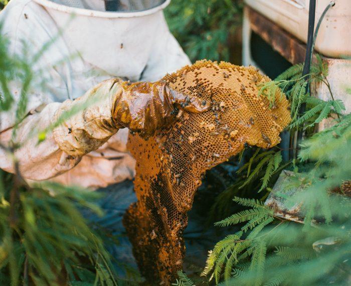 Le Miel : Un Trésor Millénaire de la Nature