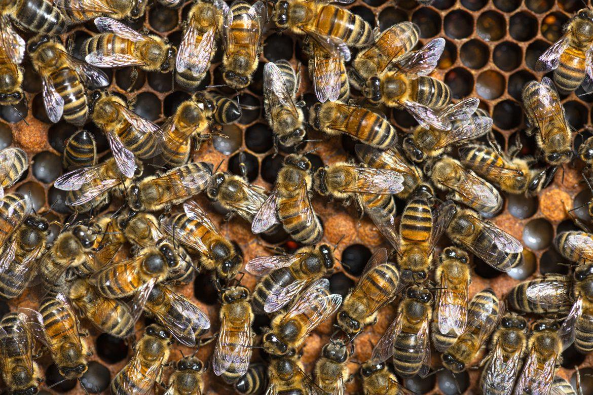 Le monde des abeilles : travailleuses infatigables pour la vie végétale.