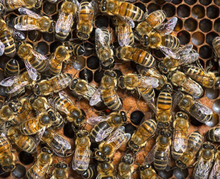 Le monde des abeilles : travailleuses infatigables pour la vie végétale.