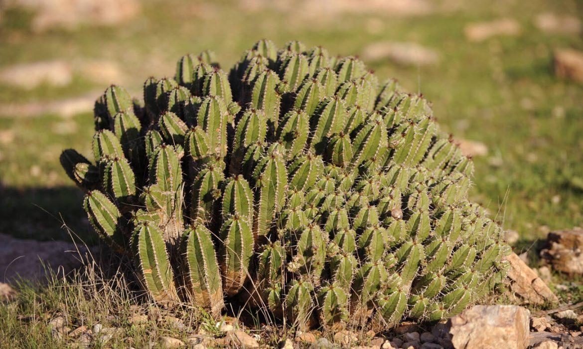 La fascinante euphorbia resinifera et son trésor caché Le miel d'euphorbia