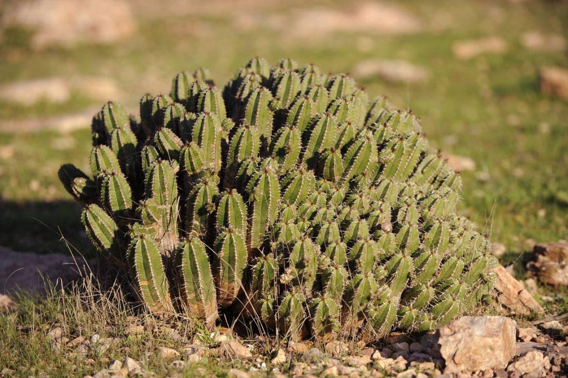 La fascinante euphorbia resinifera et son trésor caché Le miel d'euphorbia