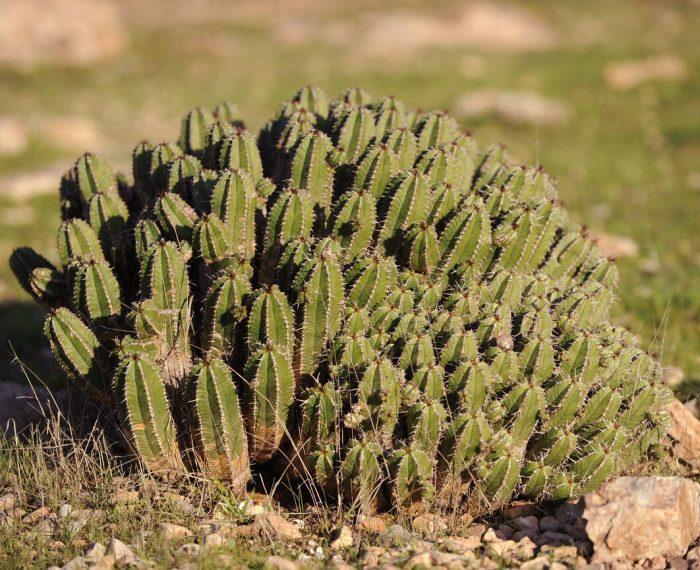 La fascinante euphorbia resinifera et son trésor caché Le miel d'euphorbia