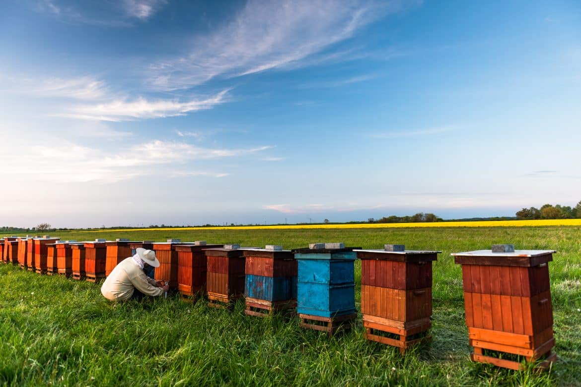 Agir pour les abeilles : 7 Gestes simples pour préserver nos Pollinisateurs