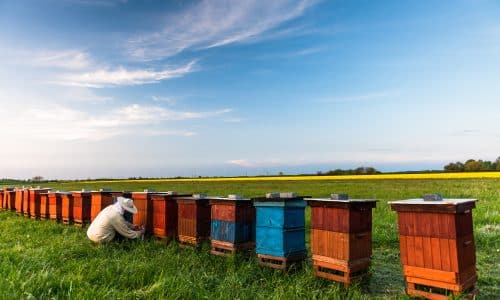 Agir pour les abeilles : 7 Gestes simples pour préserver nos Pollinisateurs