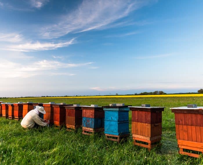 Agir pour les abeilles : 7 Gestes simples pour préserver nos Pollinisateurs